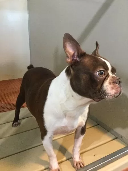 Puppy Name: Tulip