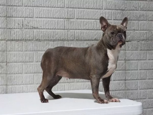 Puppy Name: Cassie