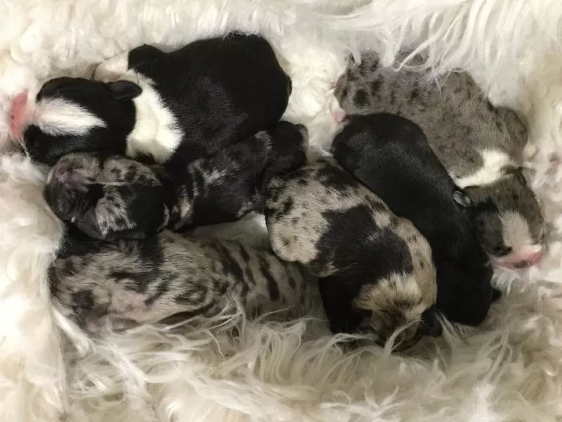 Puppy Name: Mia's Frenchton Litter