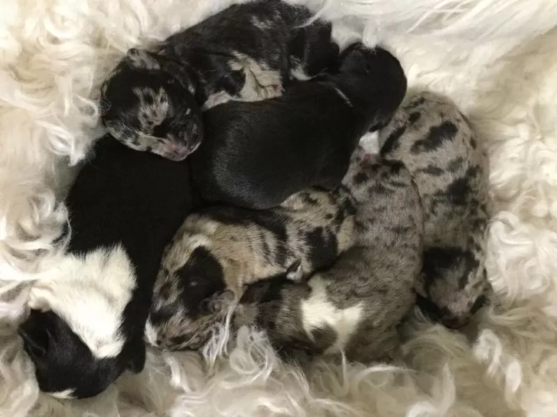 Mia's Frenchton Litter