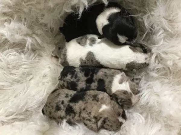 Puppy Name: Tulip's Frenchton Litter