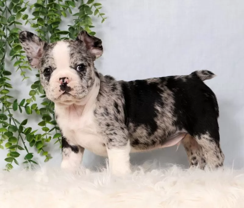 Puppy Name: Stormy