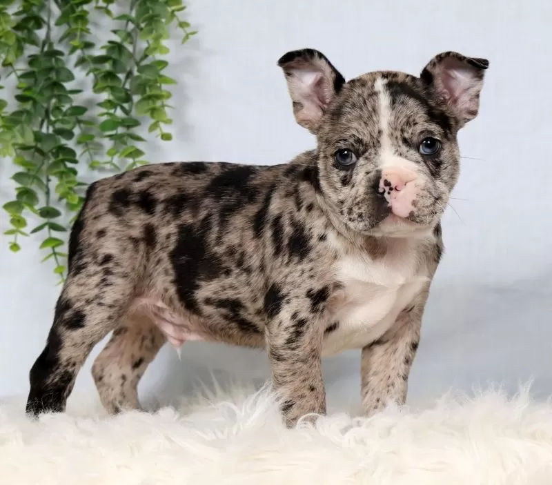 Puppy Name: Tornado