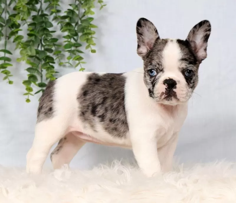 Puppy Name: Daffodil