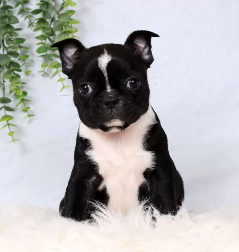 Puppy Name: Tulip