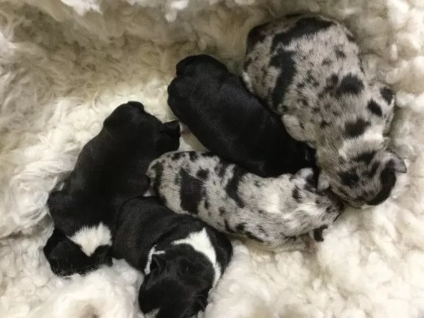 Puppy Name: Upcoming Litter