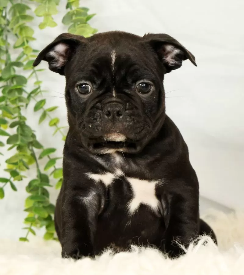 Max