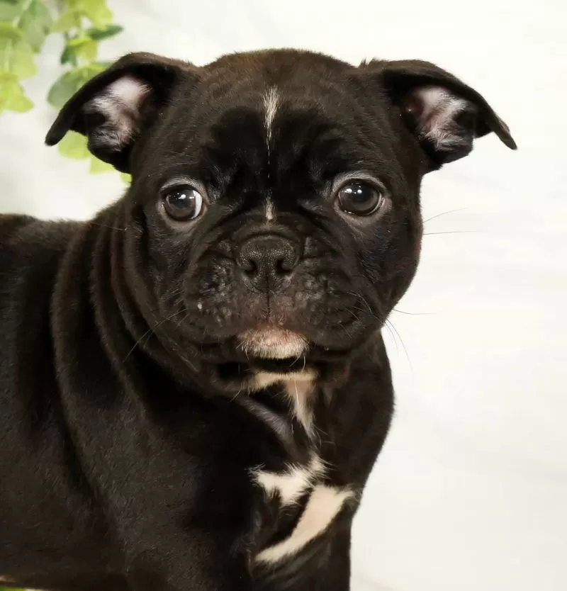 Max