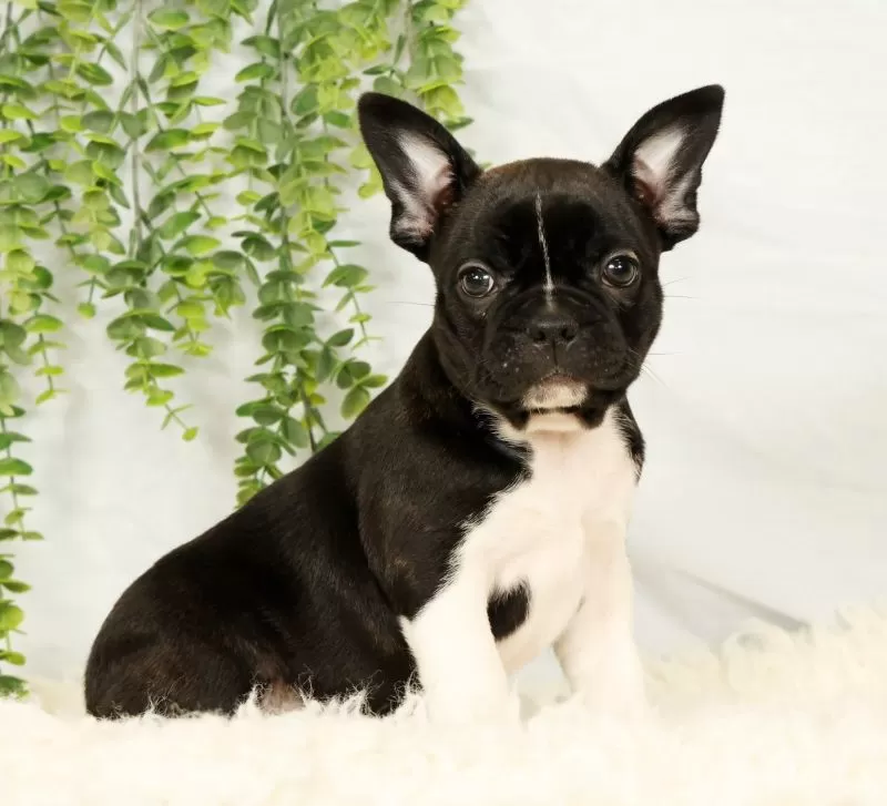 Puppy Name: Maggie