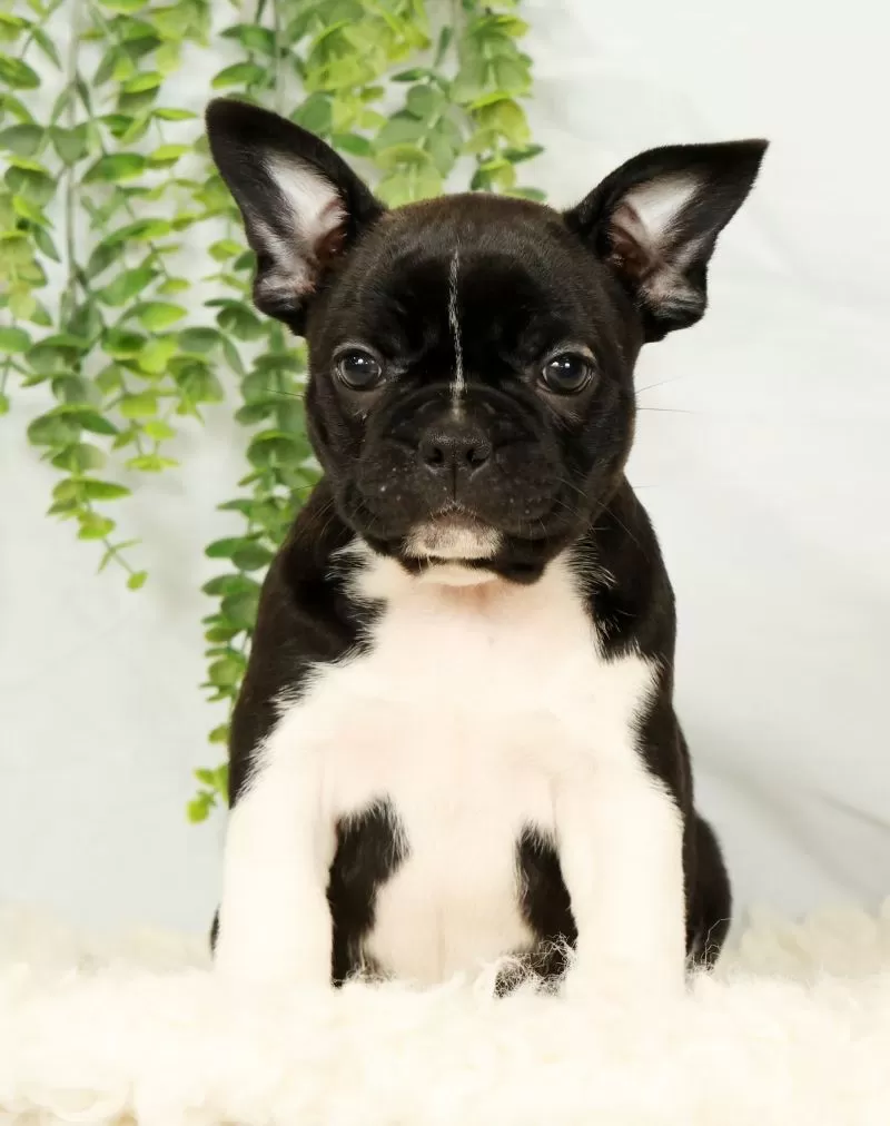 Maggie