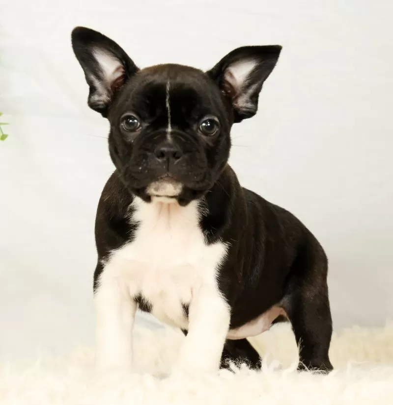 Maggie