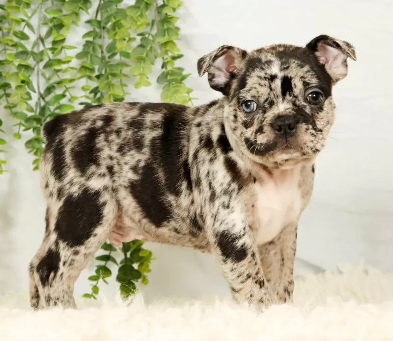 Puppy Name: Milo