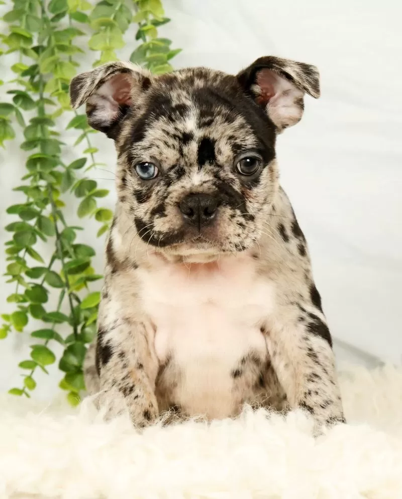 Milo