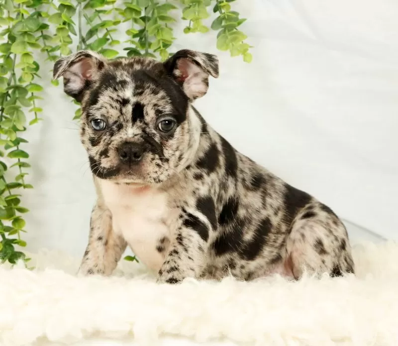 Milo