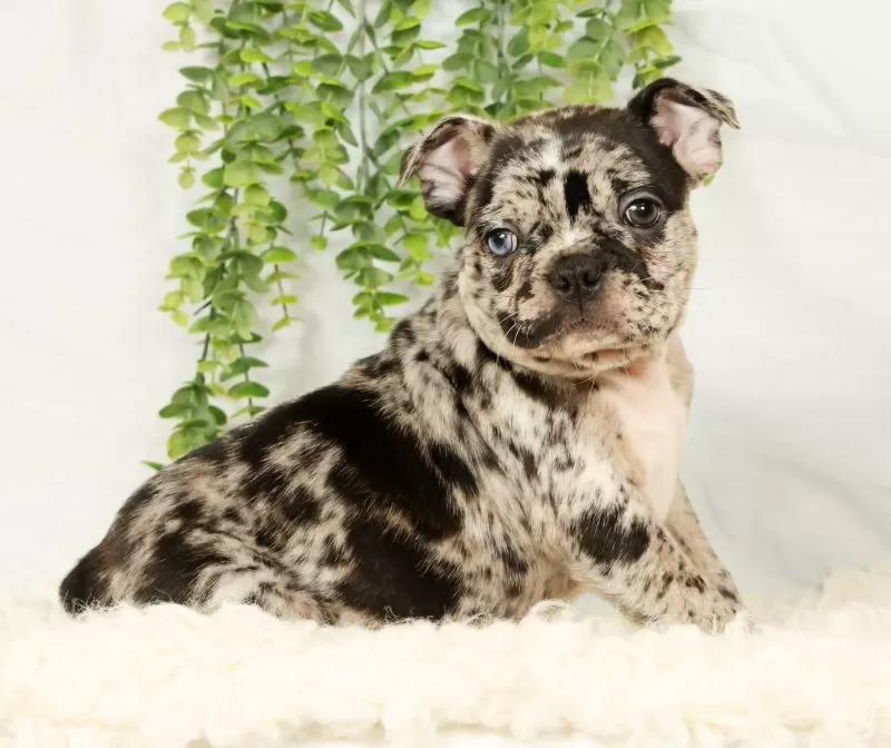 Milo