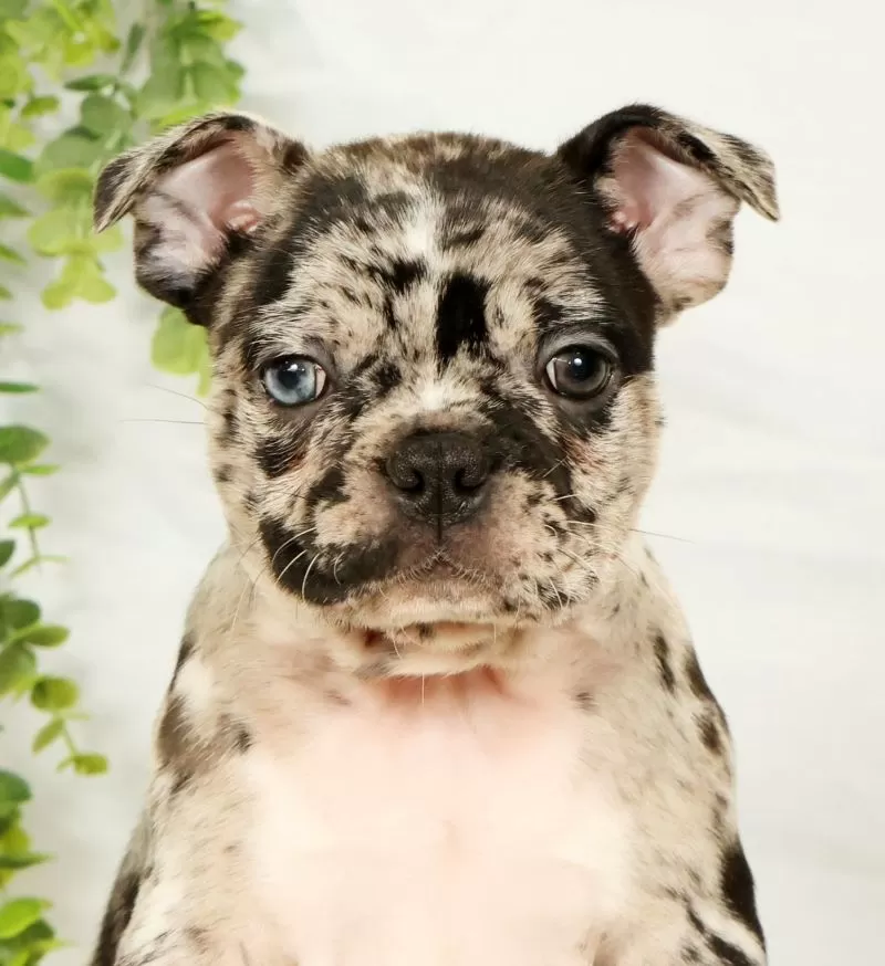 Milo